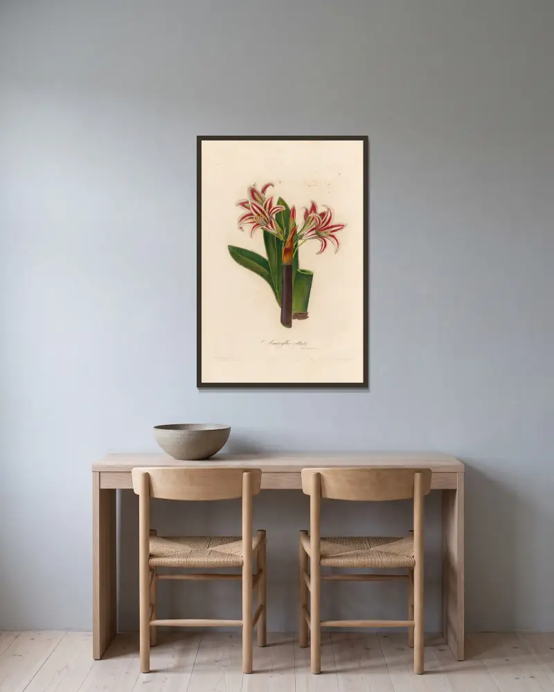 Amaryllis vittata, Gaetano Savi w ramie na ścianie