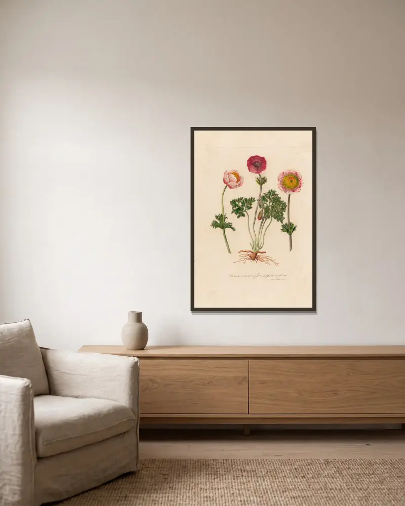 Anemone coronaria med enkel och fylld blomma av Gaetano Savi inramad på en vägg