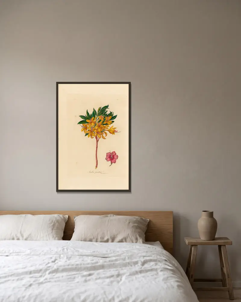 Azalea pontica, Gaetano Savi w ramie na ścianie