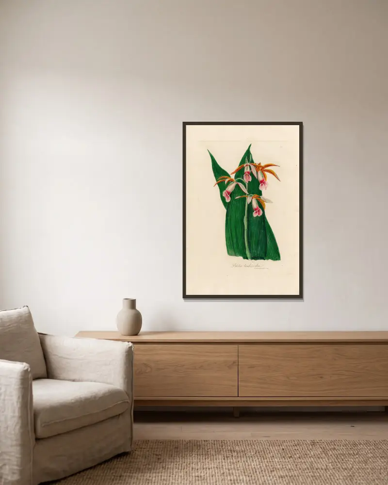 Bletia tankervillae von Gaetano Savi gerahmt an einer Wand