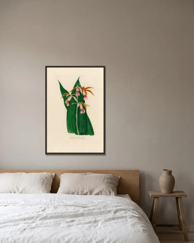 Bletia tankervillae von Gaetano Savi gerahmt an einer Wand