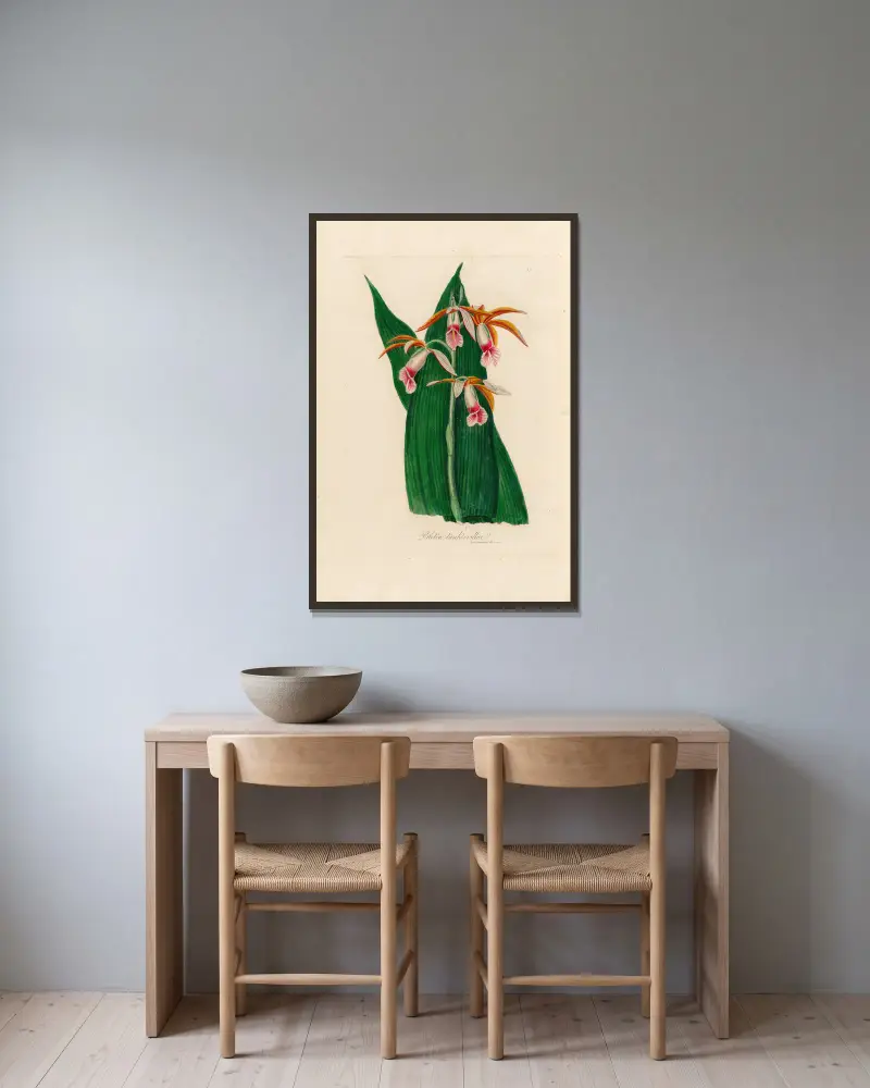 Bletia tankervillae von Gaetano Savi gerahmt an einer Wand