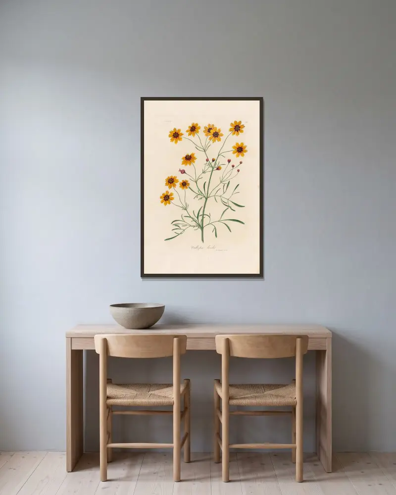 Calliopsis bicolor von Gaetano Savi gerahmt an einer Wand