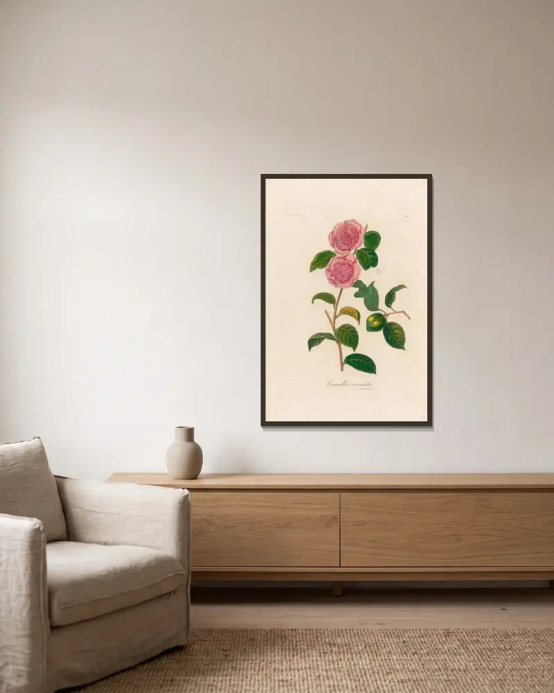 Camellia coronata, Gaetano Savi w ramie na ścianie