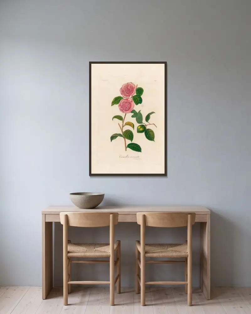 Camellia coronata, Gaetano Savi w ramie na ścianie