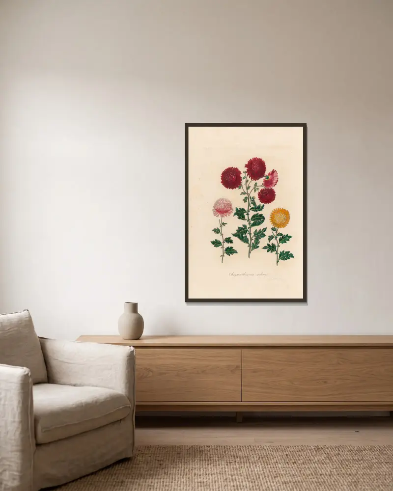 Chrysanthemum indicum von Gaetano Savi gerahmt an einer Wand