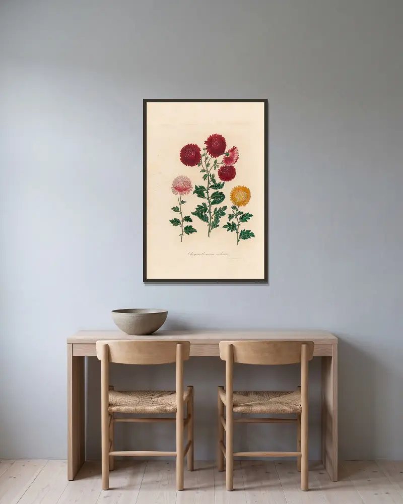 Chrysanthemum indicum von Gaetano Savi gerahmt an einer Wand