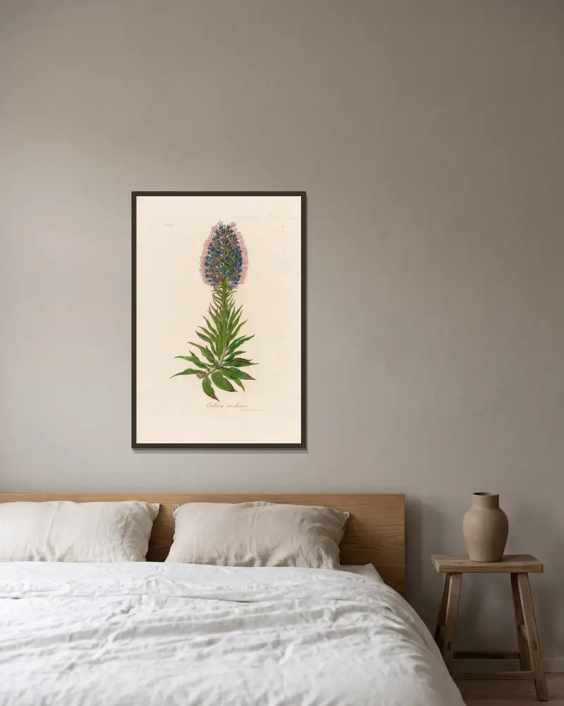 Echium candicans, Gaetano Savi v rámu na stěně