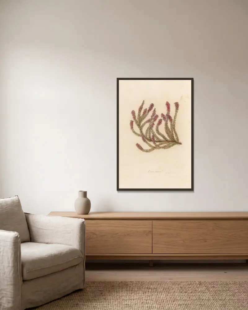 Erica carnea von Gaetano Savi gerahmt an einer Wand