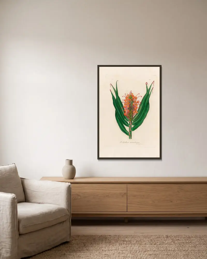 Hedychium aurantiacum von Gaetano Savi gerahmt an einer Wand