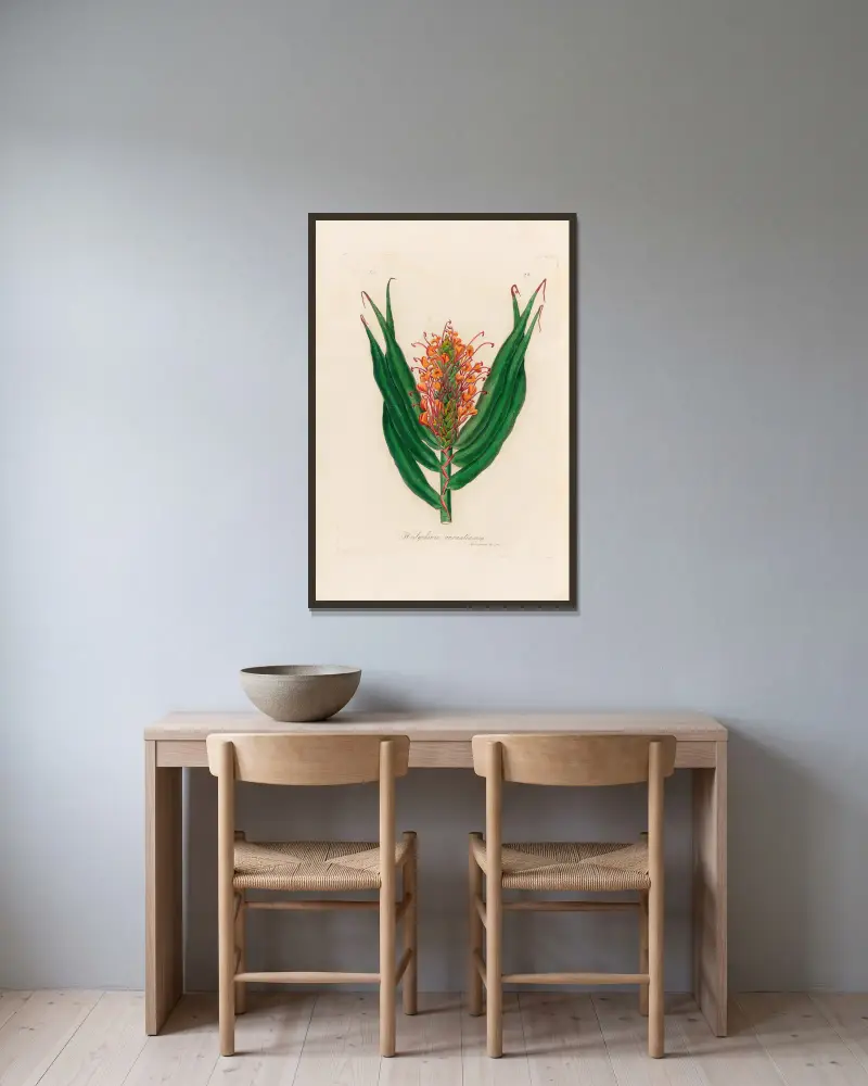 Hedychium aurantiacum von Gaetano Savi gerahmt an einer Wand