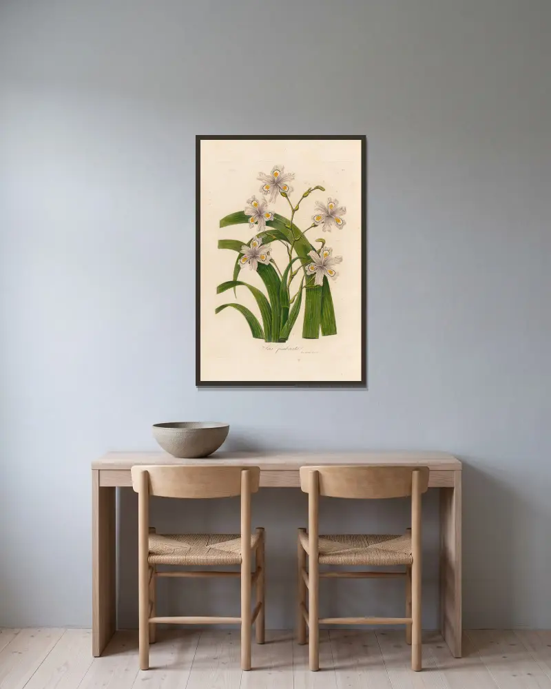 Iris fimbriata, Gaetano Savi v rámu na stěně