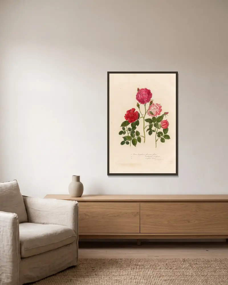 Rosa bengalensis von Gaetano Savi gerahmt an einer Wand