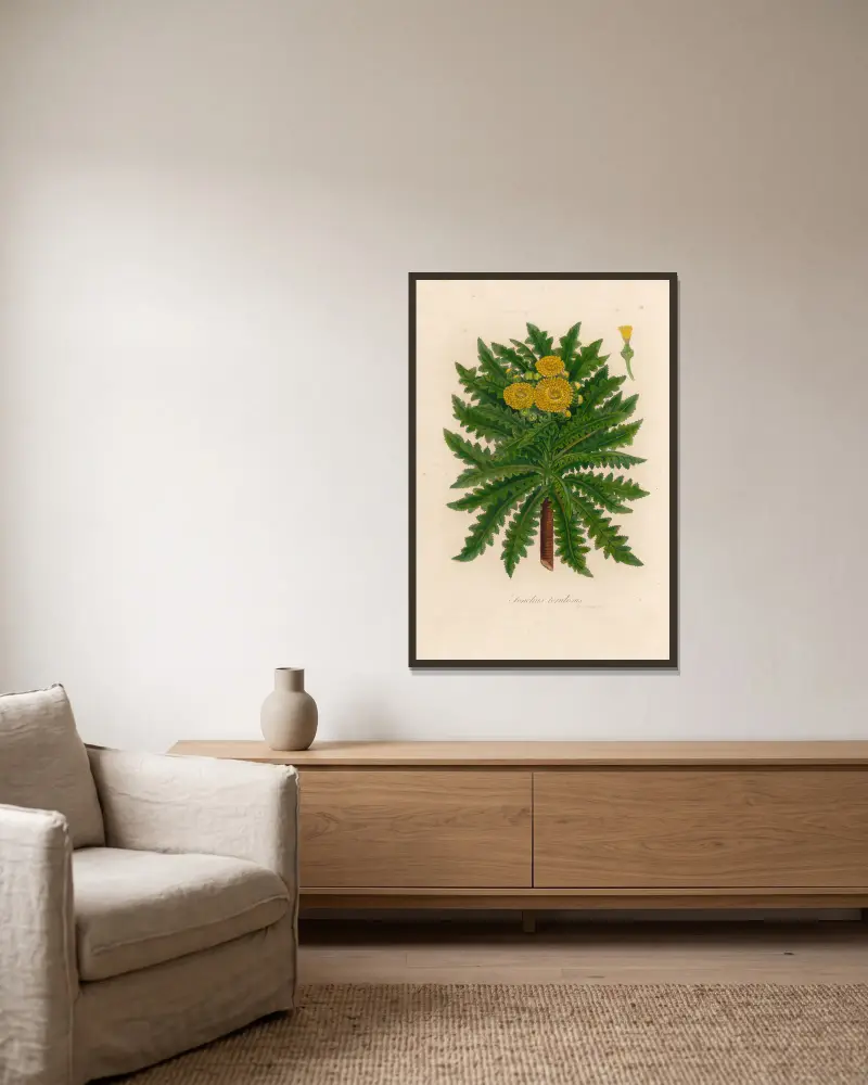 Sonchus torulosus von Gaetano Savi gerahmt an einer Wand