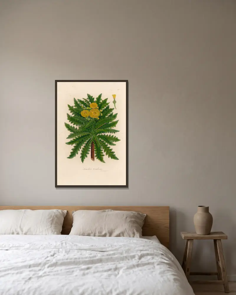 Sonchus torulosus von Gaetano Savi gerahmt an einer Wand