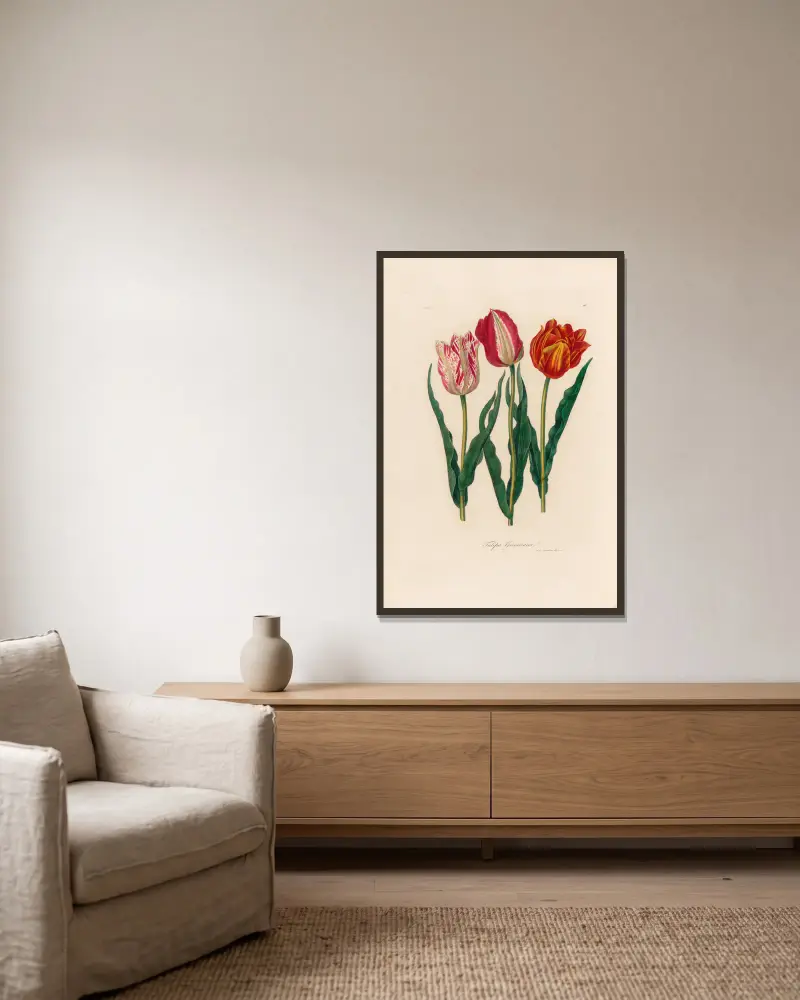 Tulipa Gesneriana, Gaetano Savi v rámu na stěně