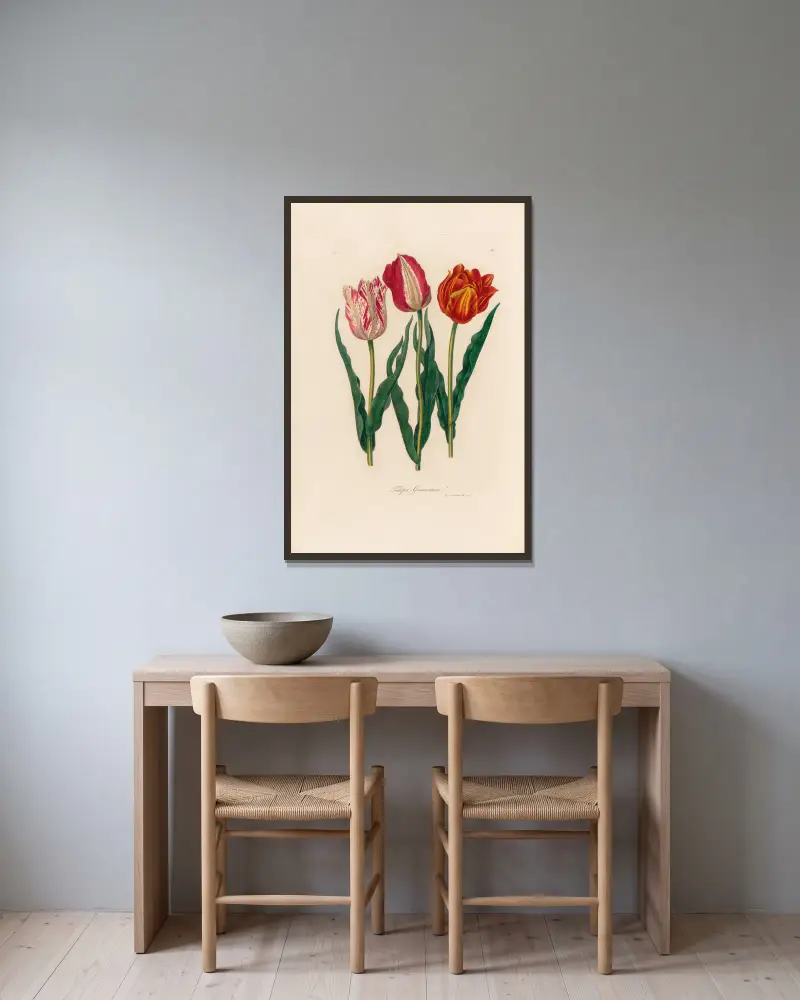 Tulipa Gesneriana, Gaetano Savi v rámu na stěně