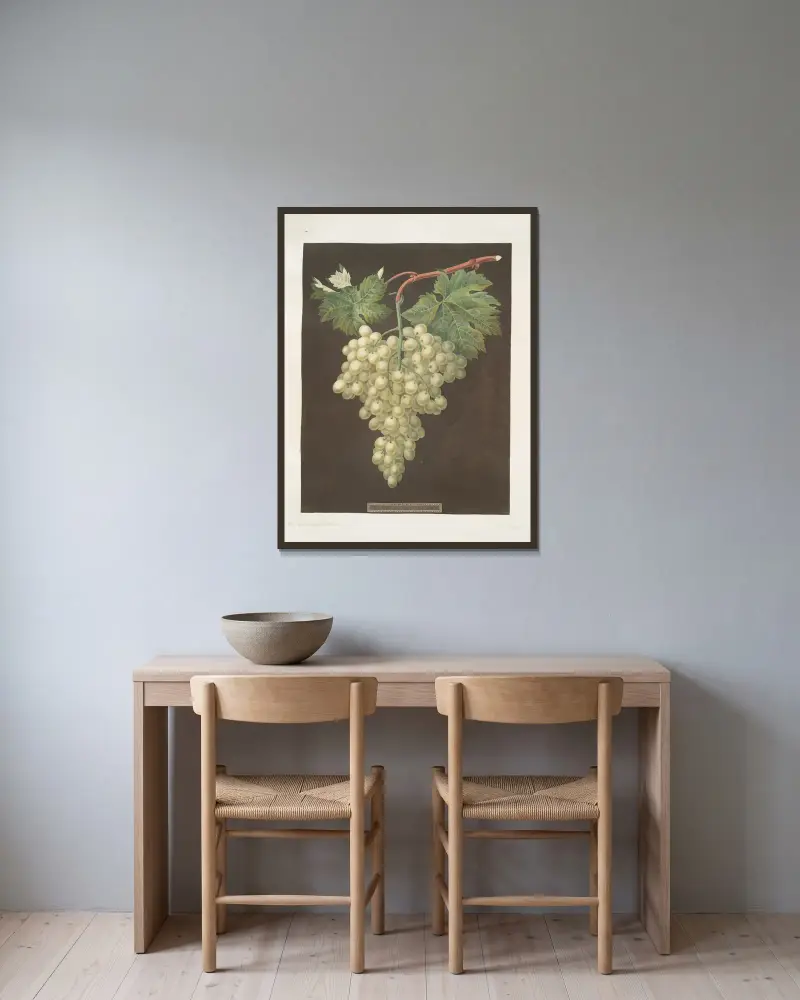 Winogrono Black Hamburgh, George Brookshaw w ramie na ścianie