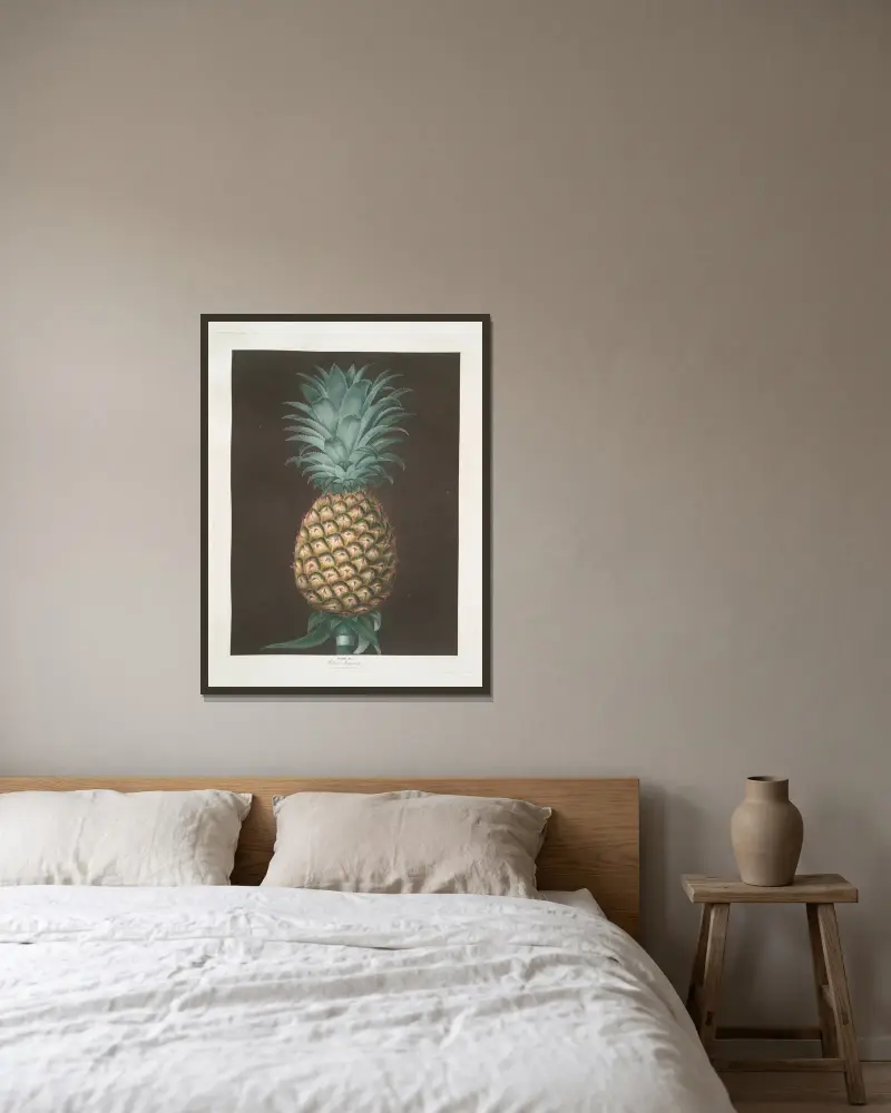 Černá Jamaica (ananas), George Brookshaw v rámu na stěně