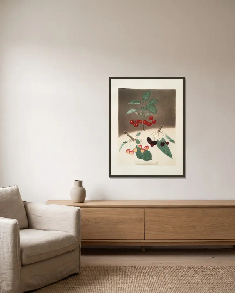 May-Duke, weiße und schwarze Herzkirschen von George Brookshaw gerahmt an einer Wand