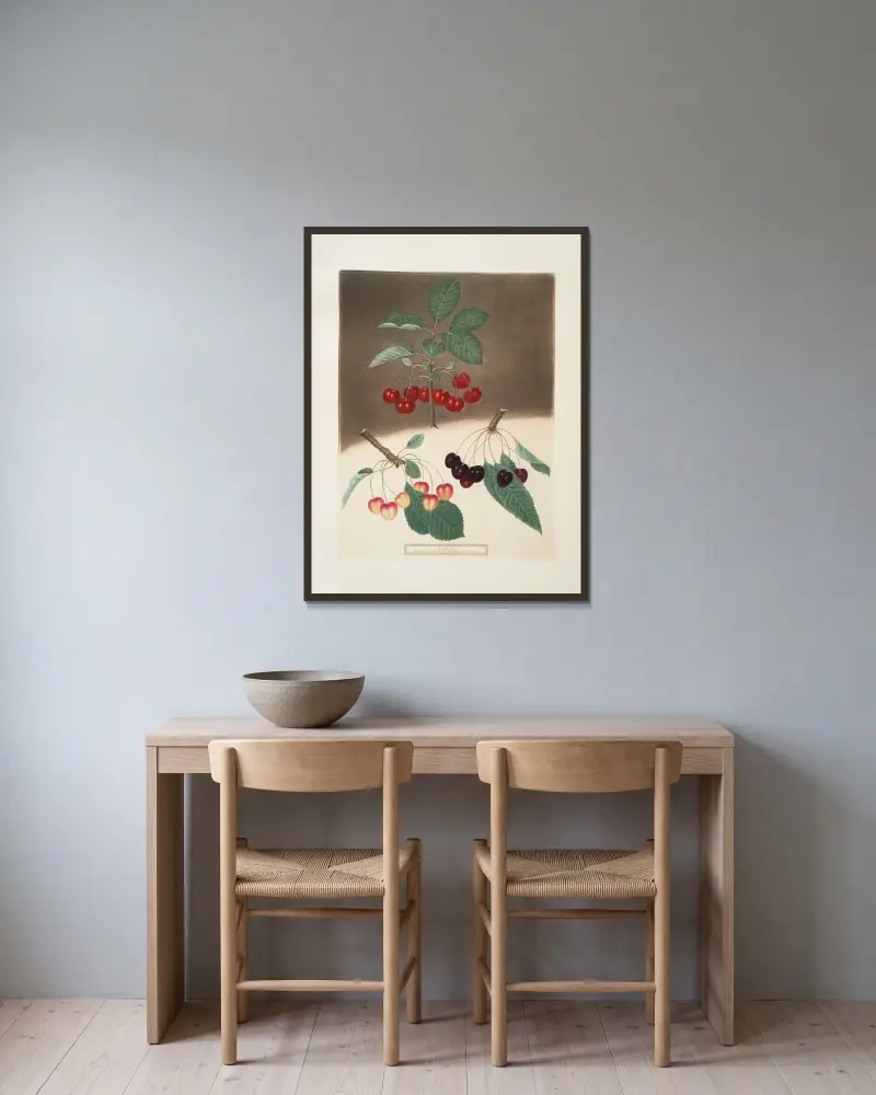 May-Duke, weiße und schwarze Herzkirschen von George Brookshaw gerahmt an einer Wand