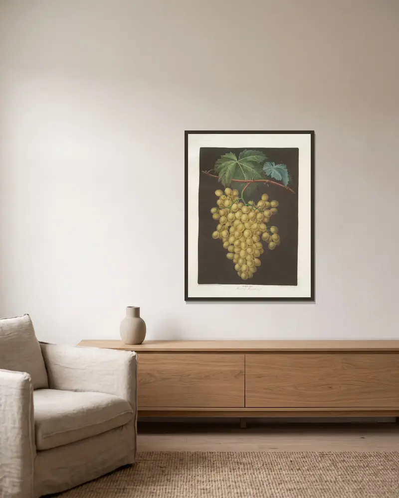 Muscat of Alexandria (grapes). av George Brookshaw inramad på en vägg
