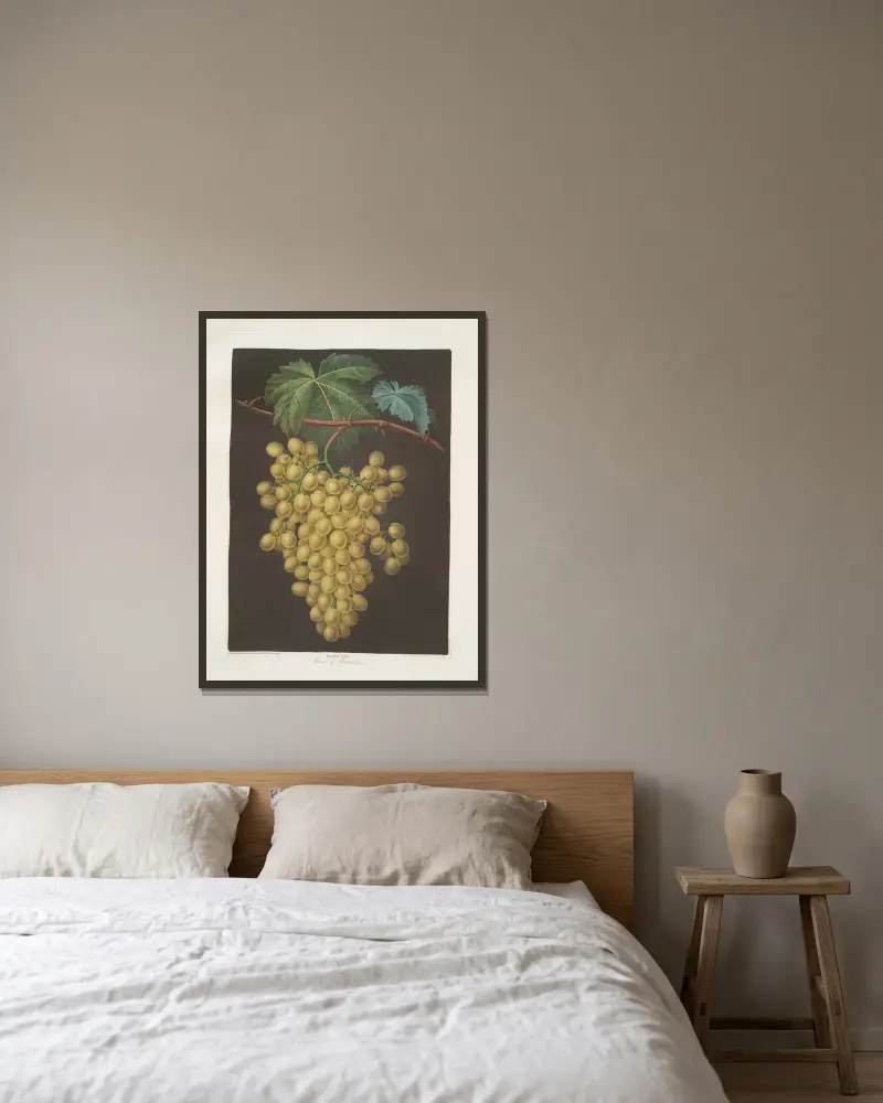 Muscat of Alexandria (grapes). av George Brookshaw inramad på en vägg