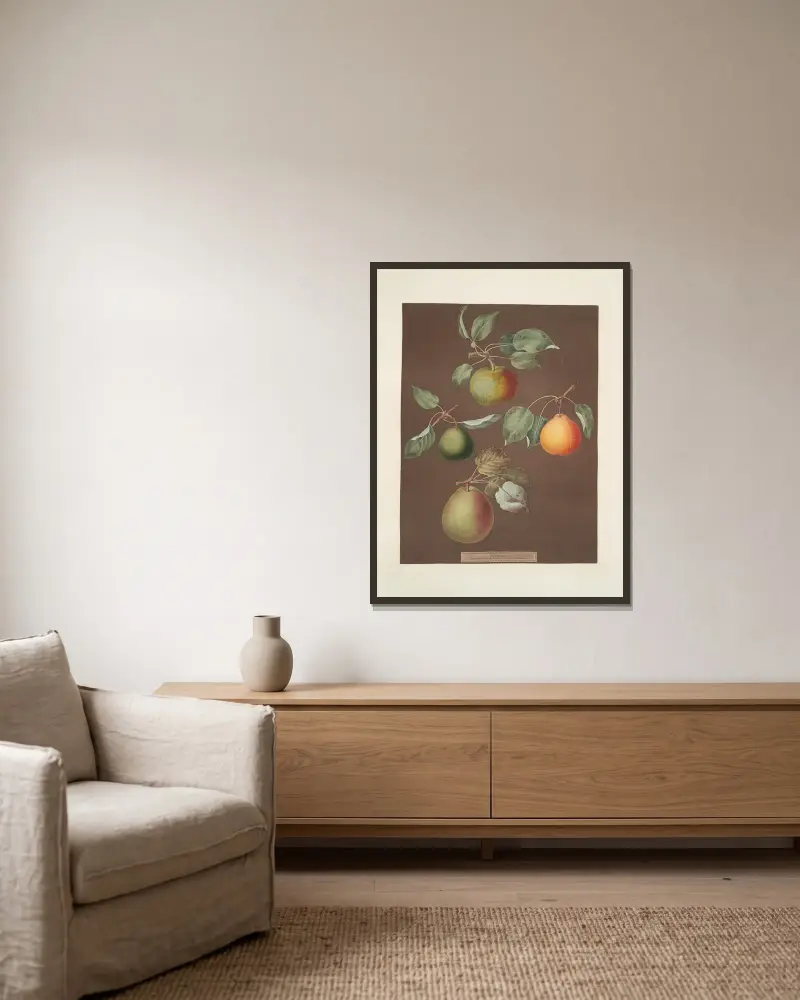 Gruszki (Michaelmas, czyli Autumn Bergamot, Summer, Orange i Gansell's bergamots), 1812 – nr 5, George Brookshaw w ramie na ścianie