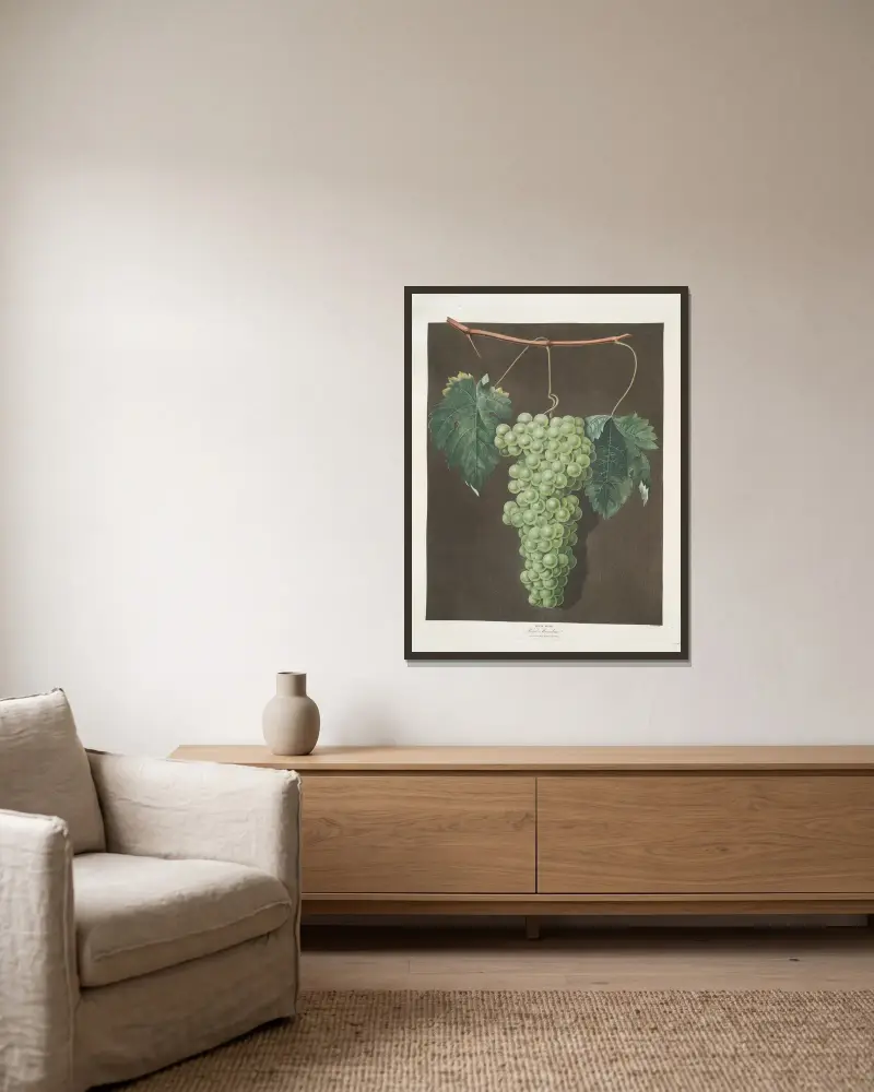 Royal muscadine (grapes). av George Brookshaw inramad på en vägg