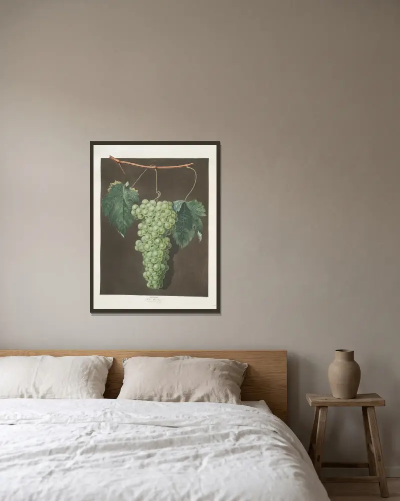 Royal muscadine (grapes). av George Brookshaw inramad på en vägg