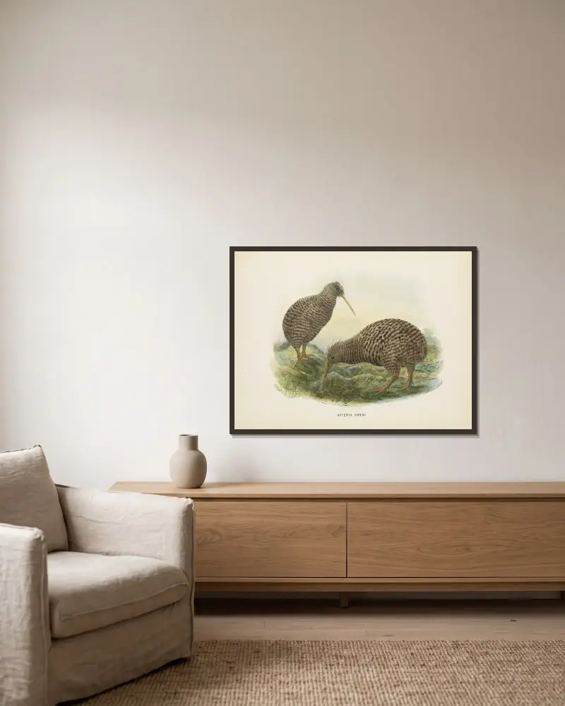 Apteryx oweni av John Gerrard Keulemans inramad på en vägg