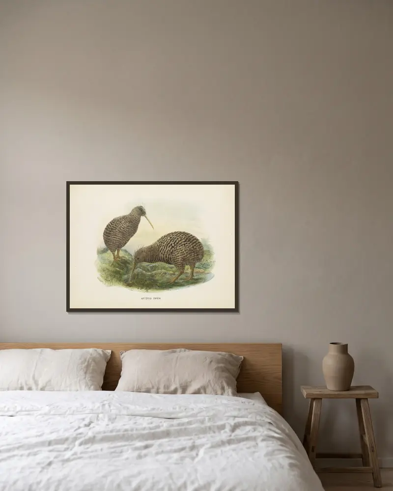Apteryx oweni av John Gerrard Keulemans inramad på en vägg