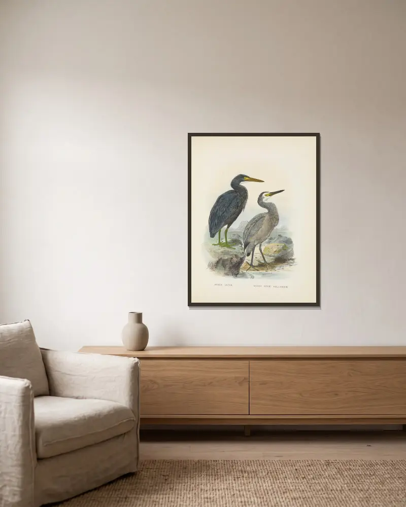 Ardea sacra und Ardea hollandiae von John Gerrard Keulemans gerahmt an einer Wand
