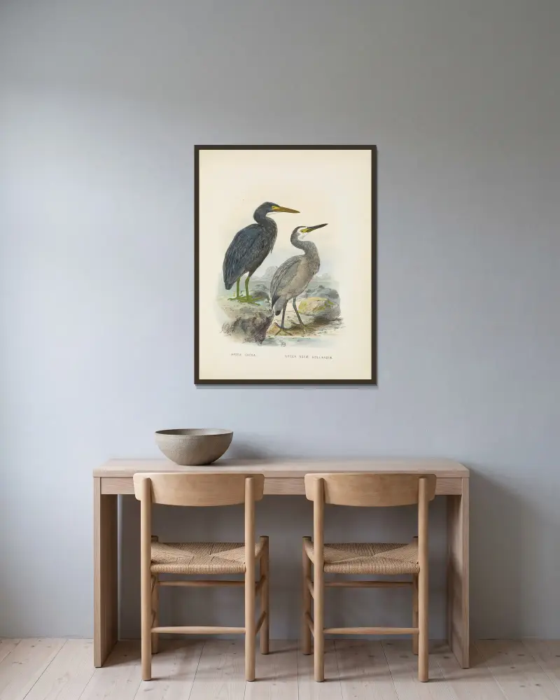 Ardea sacra und Ardea hollandiae von John Gerrard Keulemans gerahmt an einer Wand