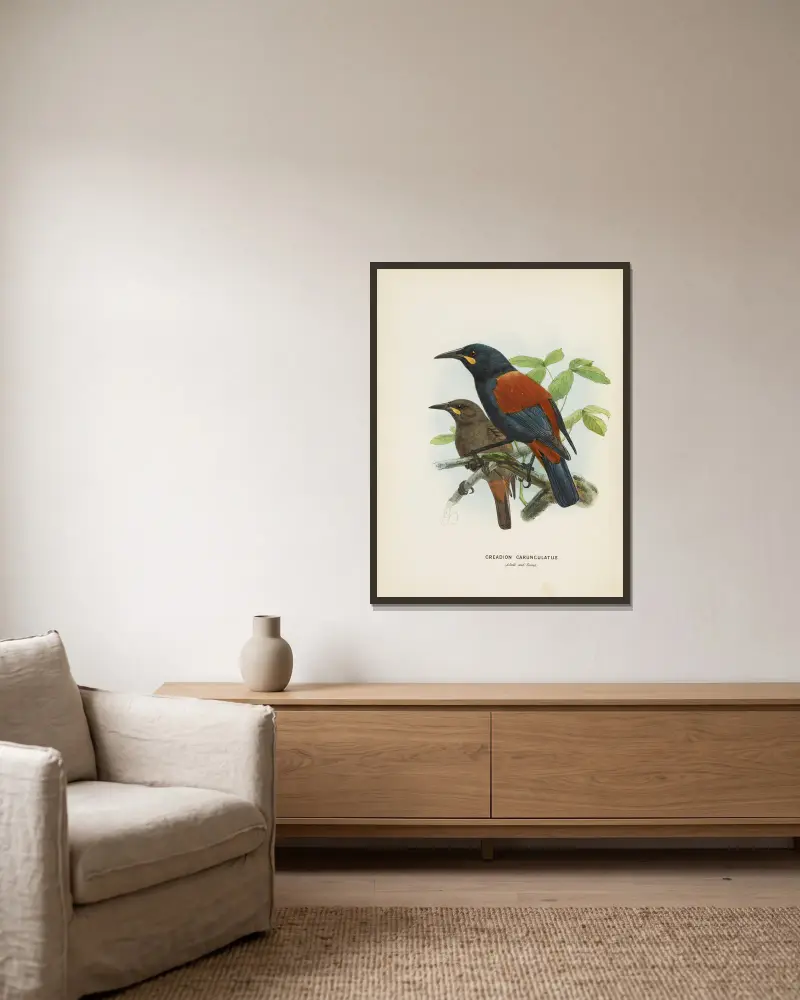 Creadion carnuculatus av John Gerrard Keulemans inramad på en vägg