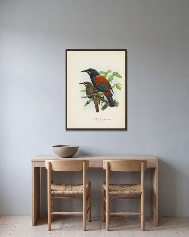 Creadion carnuculatus av John Gerrard Keulemans inramad på en vägg