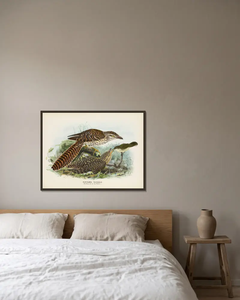 Eudynamis taitensis (Der Jungvogel, gefüttert von einem Grausänger) von John Gerrard Keulemans gerahmt an einer Wand