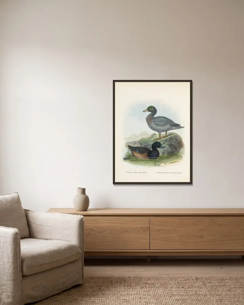 Fuligula novae zealandiae und Hymenolaemus malacorhynchus von John Gerrard Keulemans gerahmt an einer Wand