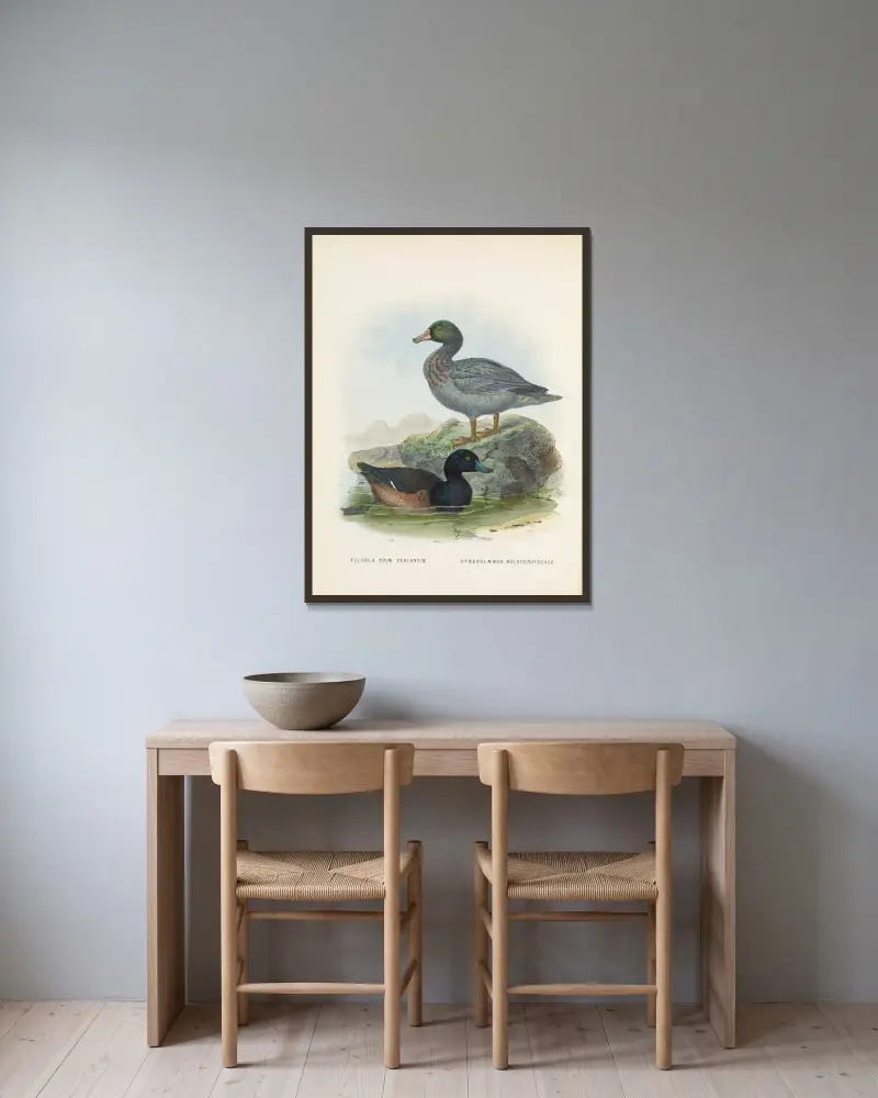 Fuligula novae zealandiae und Hymenolaemus malacorhynchus von John Gerrard Keulemans gerahmt an einer Wand