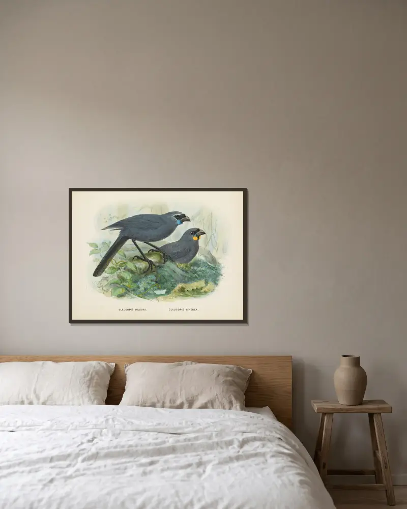 Glaucopis wilsoni och Glaucopis cinerea av John Gerrard Keulemans inramad på en vägg