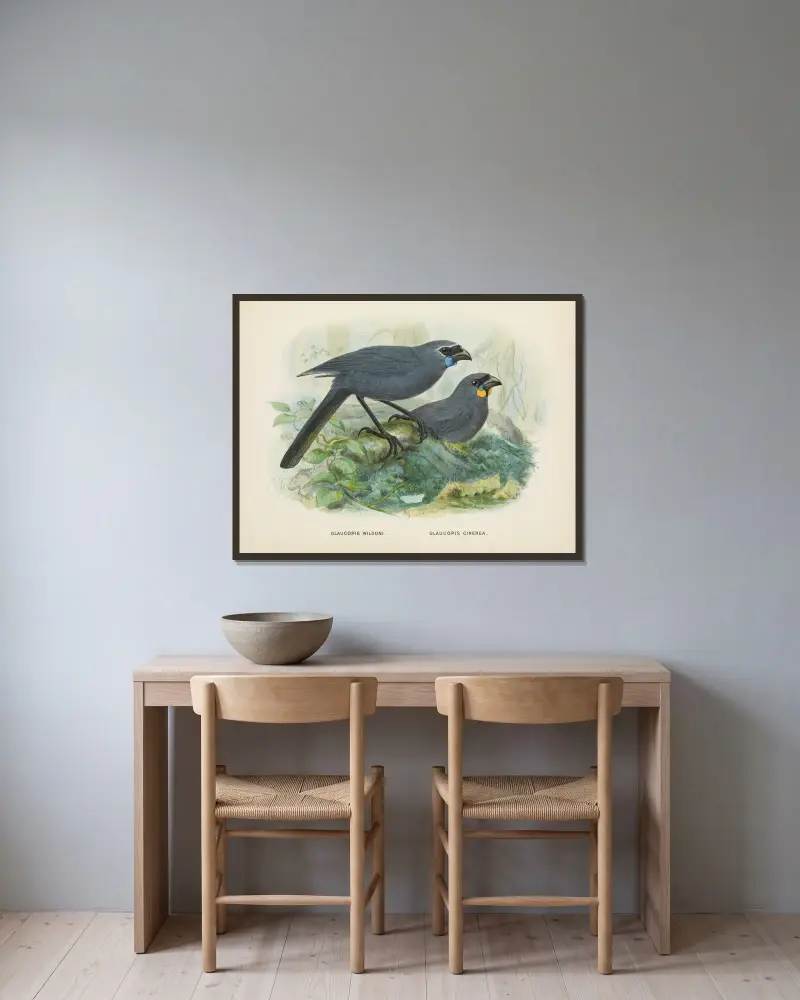 Glaucopis wilsoni och Glaucopis cinerea av John Gerrard Keulemans inramad på en vägg