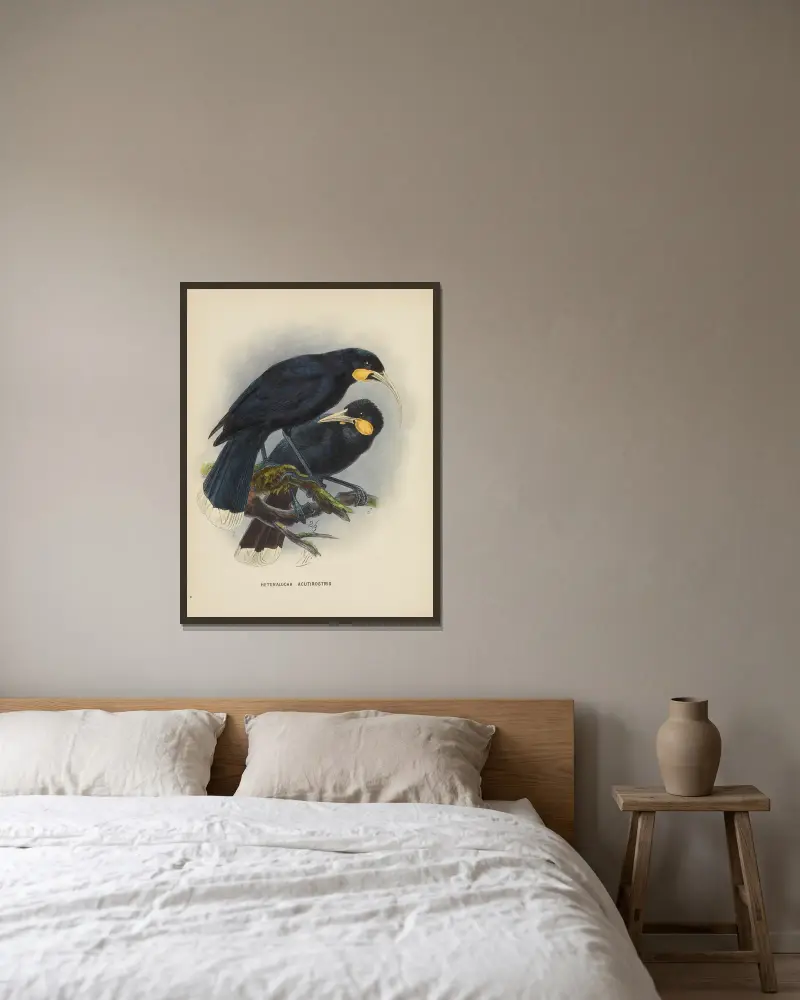 Heteralocha acutirostris von John Gerrard Keulemans gerahmt an einer Wand
