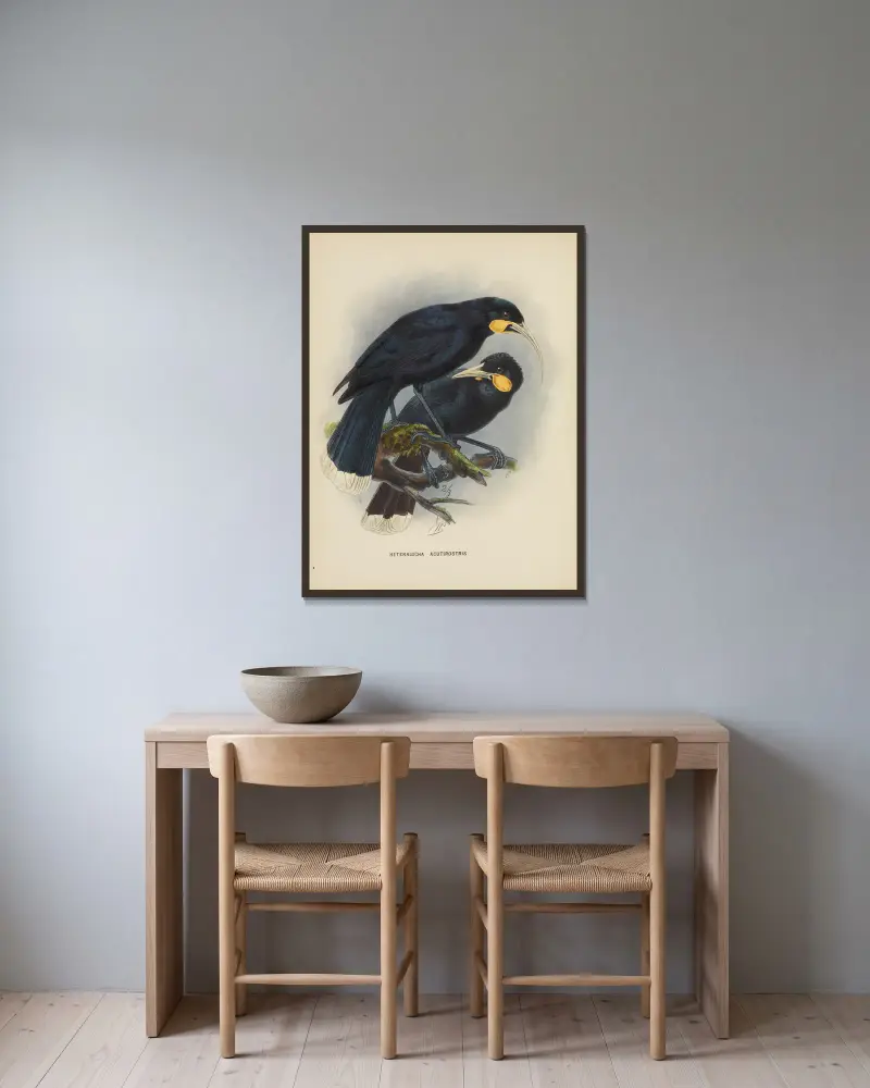 Heteralocha acutirostris von John Gerrard Keulemans gerahmt an einer Wand