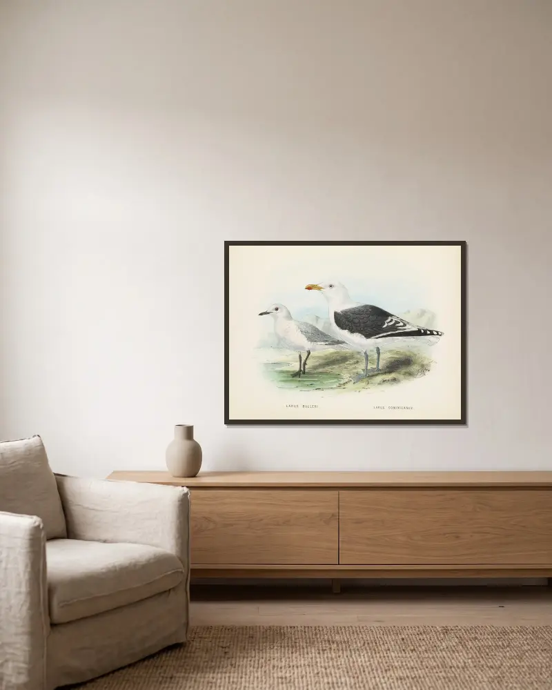 Larus bulleri och Larus dominicanus av John Gerrard Keulemans inramad på en vägg