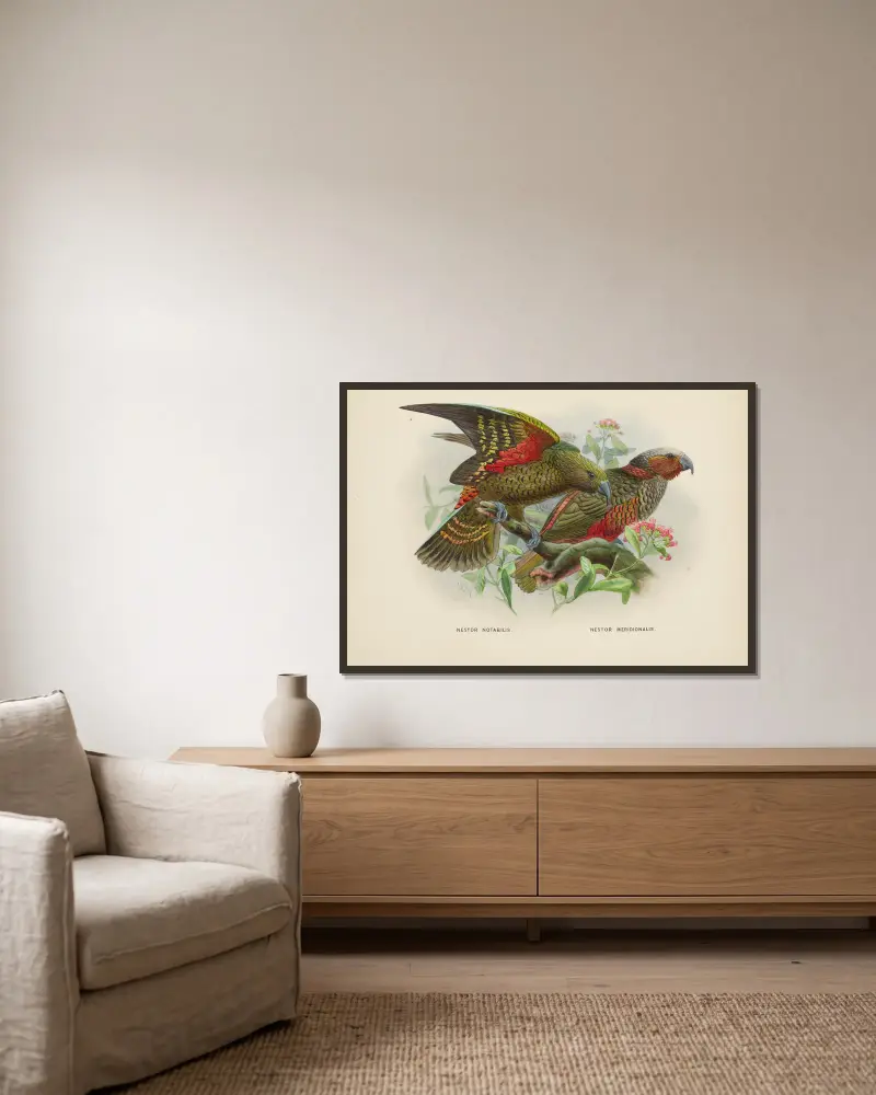Nestor notabilis och Nestor meridionalis av John Gerrard Keulemans inramad på en vägg