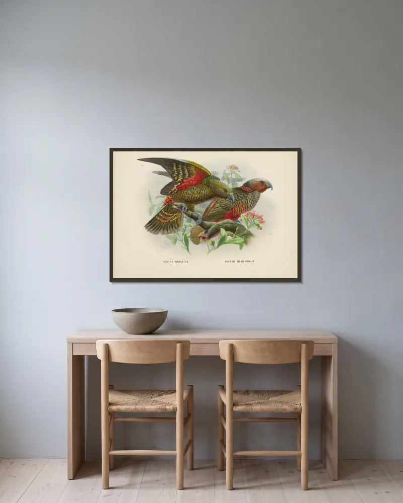 Nestor notabilis och Nestor meridionalis av John Gerrard Keulemans inramad på en vägg