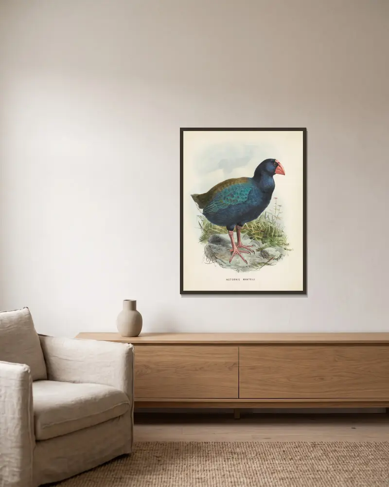 Notornis mantelli von John Gerrard Keulemans gerahmt an einer Wand
