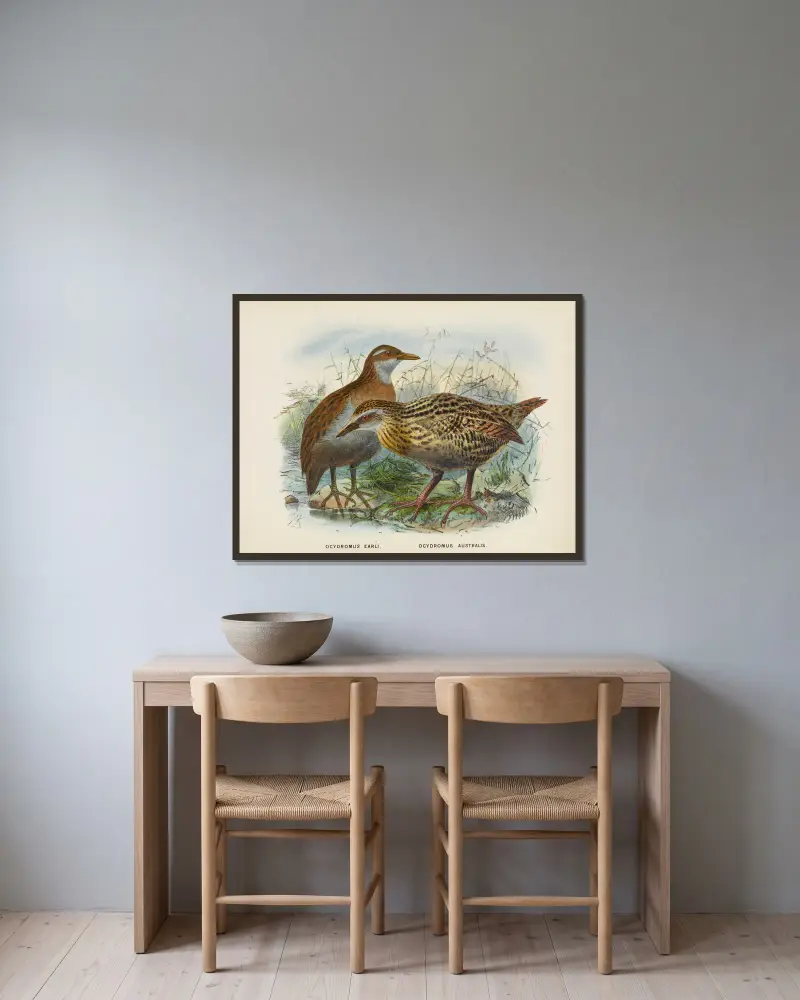 Ocydromus earli och Ocydromus australis av John Gerrard Keulemans inramad på en vägg