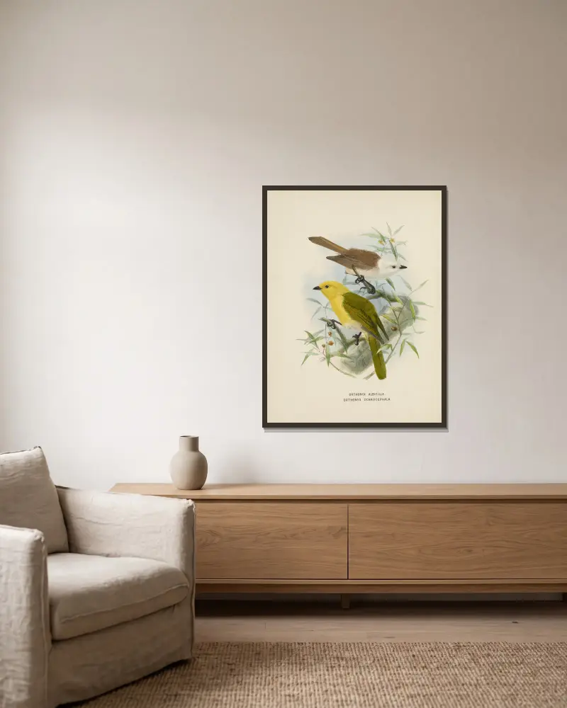 Orthonyx albicilla und Orthonyx ochrocephala von John Gerrard Keulemans gerahmt an einer Wand