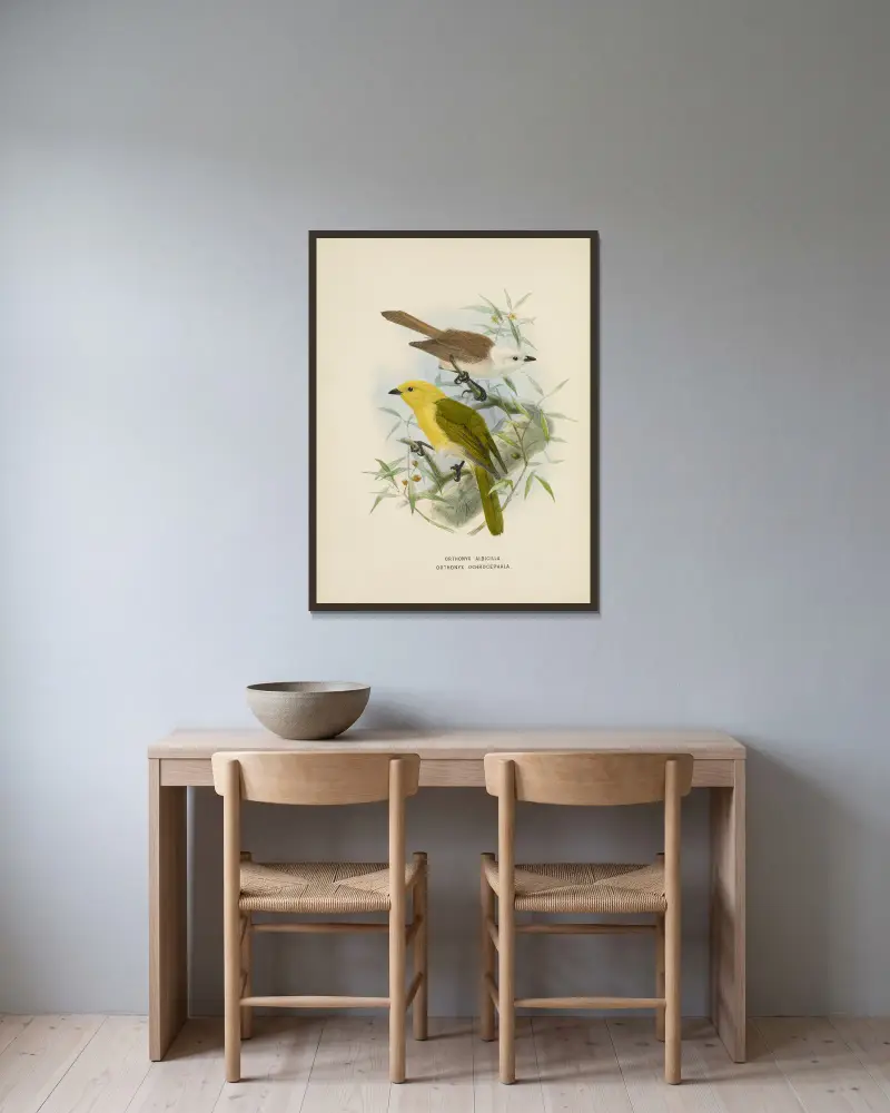 Orthonyx albicilla und Orthonyx ochrocephala von John Gerrard Keulemans gerahmt an einer Wand